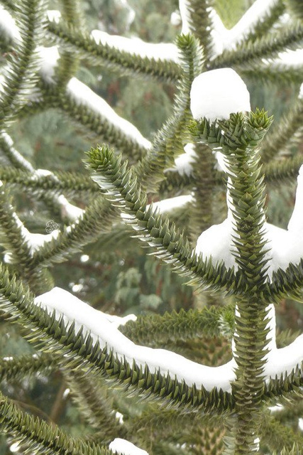 Berberys Thunberga Silver Beauty Berberis thunbergii C2