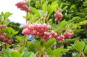 Enkiant dzwonkowaty Enkianthus campanulatus C2