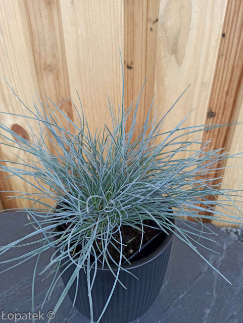 Kostrzewa sina Elijah Blue Festuca glauca P9