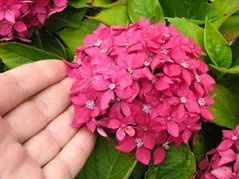 Hortensja ogrodowa Mini Hornli Hydrangea macrophylla C2