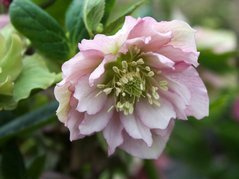 Ciemiernik wschodni Double Ellen Pink Helleborus orientalis P9