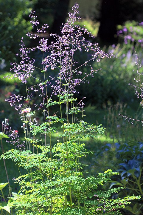Rutewka Delavay'a Thalictrum delavayi C2