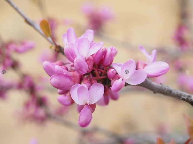 Judaszowiec kanadyjski Cercis canadensis C5