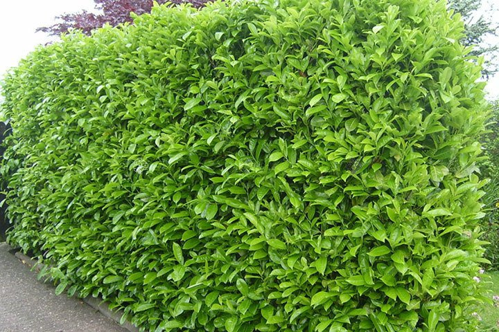 Laurowiśnia wschodnia Rotundifolia Prunus laurocerasus P9