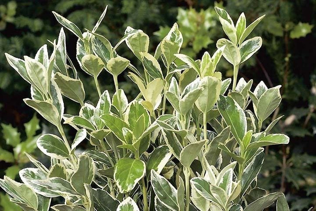 Trzmielina japońska Bravo Euonymus japonicus C2