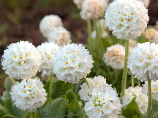 Pierwiosnek ząbkowany Alba Primula denticulata P9