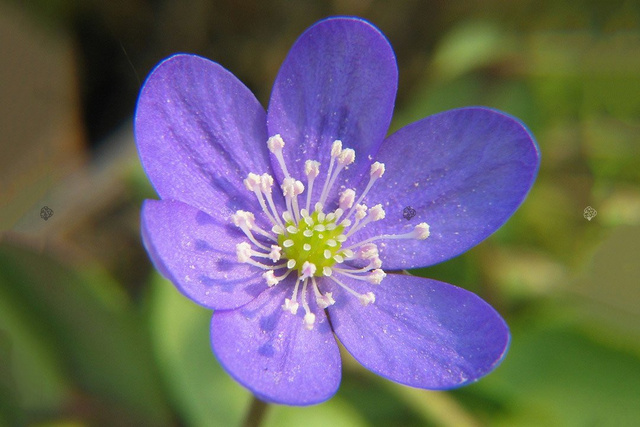 Przylaszczka pospolita Hepatica nobilis P9