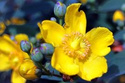 Dziurawiec Hookera Hidcote Hypericum hookerianum P9