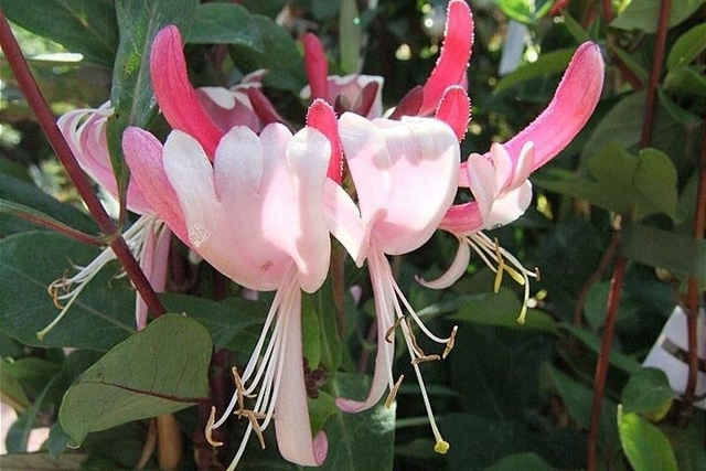 Wiciokrzew pomorski Serotina Lonicera periclymenum P9