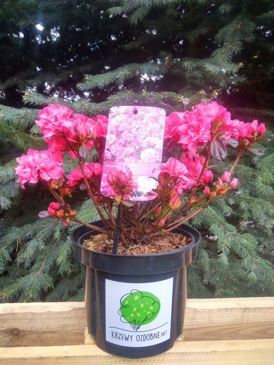 Azalia japońska Rokoko Rhododendron obtusum C2