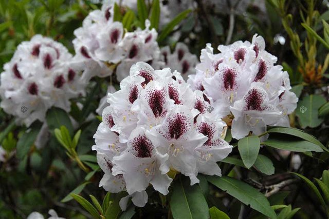 Różanecznik Calsap Rhododendron C2