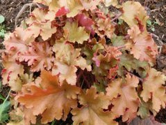 Żurawka Rex Dark Amber Heuchera C2
