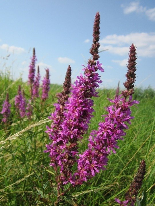 Krwawnica pospolita Rosy Gem Lythrum salicaria P9