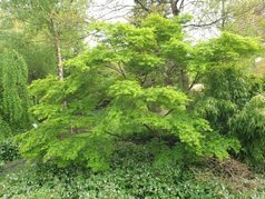Klon palmowy Seiryu Acer palmatum C2