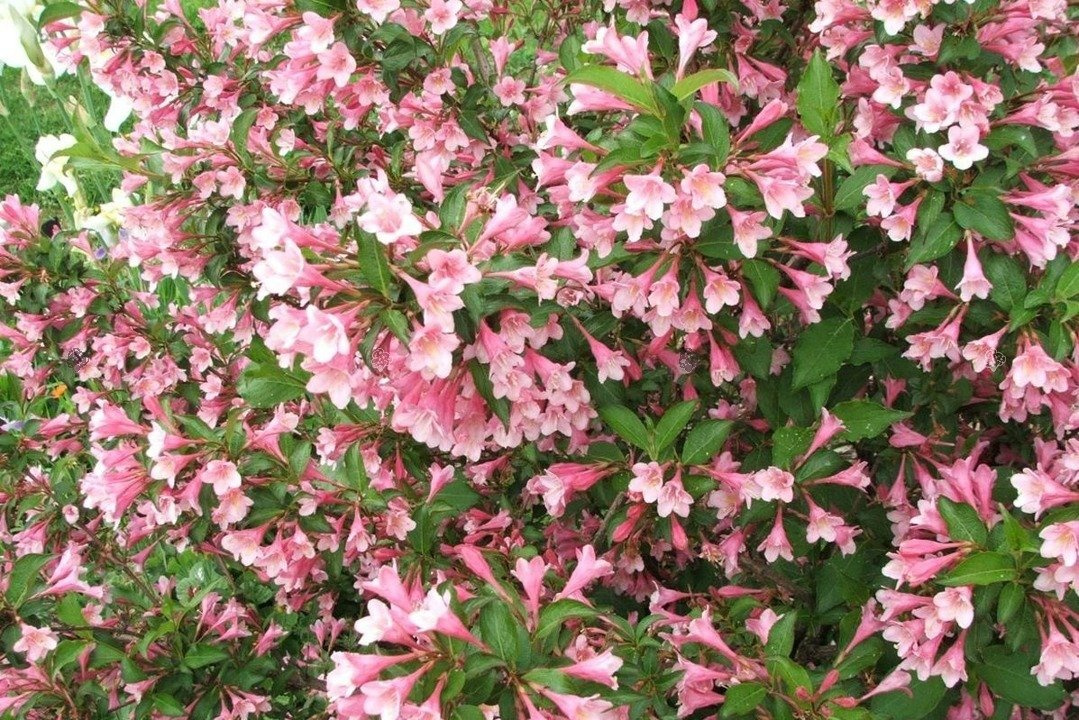 Krzewuszka wczesna Rosea Weigela praecox C2