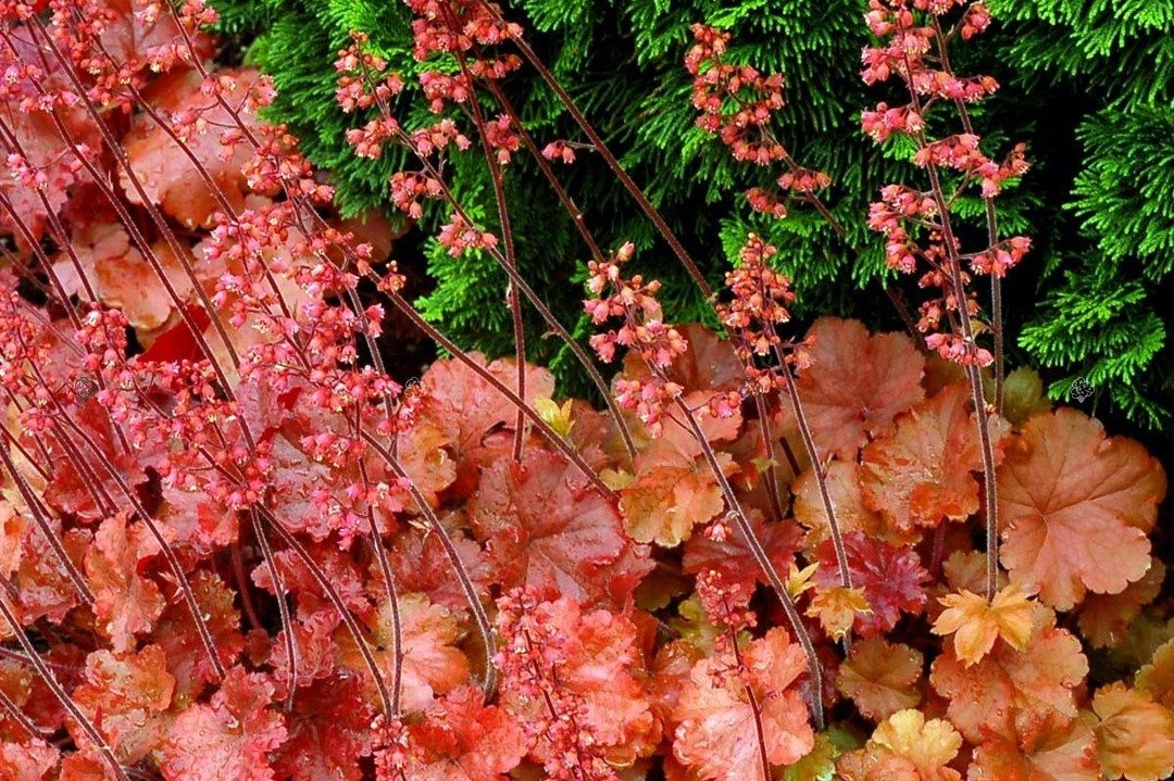 Żurawka Cherry Cola Heuchera C2