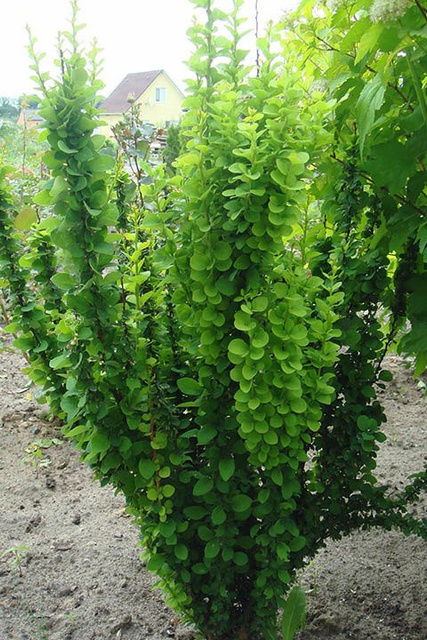 Berberys Thunberga Erecta Berberis thunbergii C2