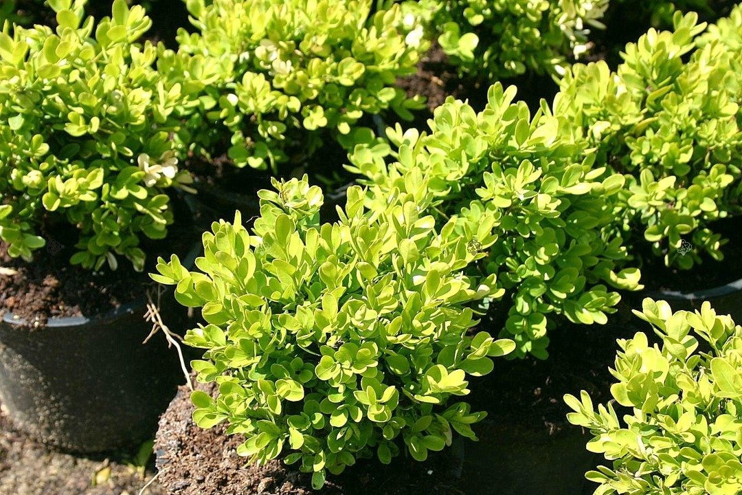 Bukszpan wieczniezielony Suffruitcosa Buxus sempervirens P9