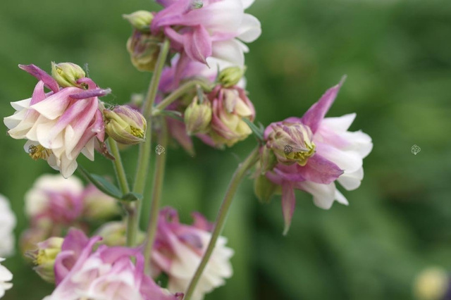 Orlik pospolity Nora Barlow Aquilegia vulgaris C2