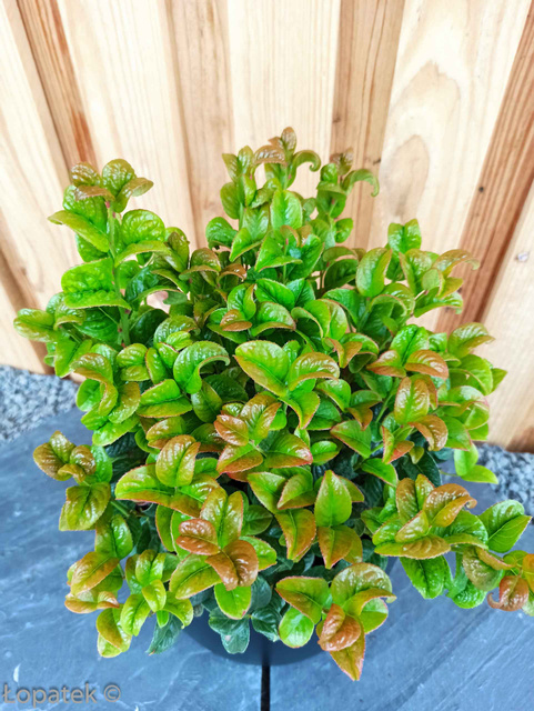 Kiścień axillaris Curly Red PBR Leucothoe axillaris C1,5