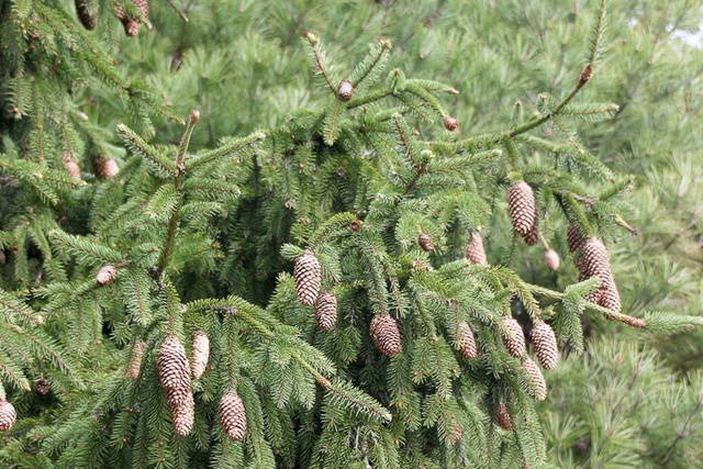 Świerk pospolity Acrocona Picea abies C5