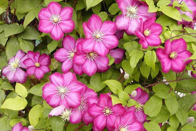 Powojnik Ville de Lyon Clematis C2