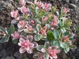 Rozchodnik Winky Sedum P9