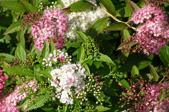 Tawuła japońska Genpei Shirobana Spiraea japonica P9
