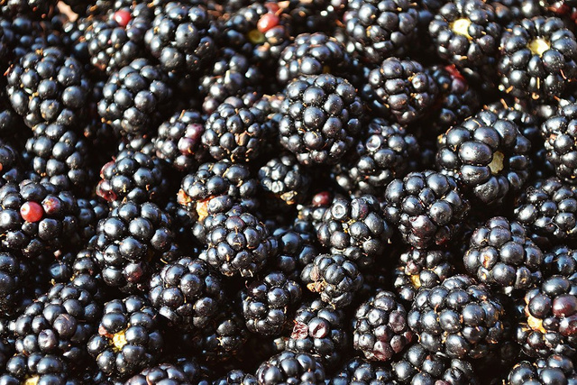 Jeżyna bezkolcowa Gazda Rubus fruticosa C2