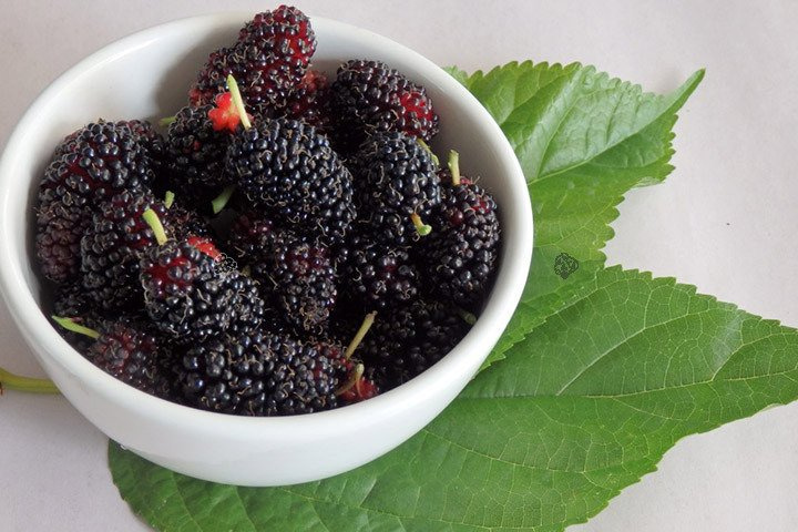 Morwa czarna Morus nigra P9