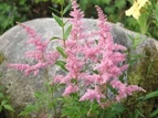 Tawułka chińska Finale Astilbe chinensis