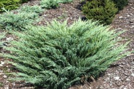 Jałowiec sabiński Glauca Juniperus sabina C2