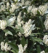 Laurowiśnia wschodnia Otto Luyken Prunus laurocerasus C2