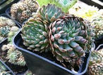 Rojnik Blue Star Sempervivum P9