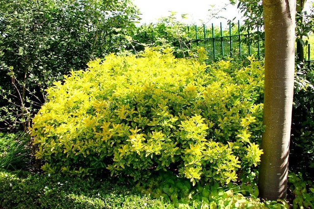 Trzmielina japońska Ovatus Aureus Euonymus japonicus C2