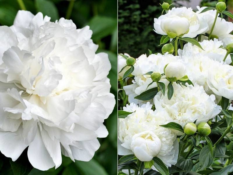Piwonia Duchesse De Nemours Paeonia C2