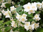 Jaśminowiec wonny Philadelphus coronarius