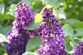 Lilak pospolity Charles Joly Syringa vulgaris C2