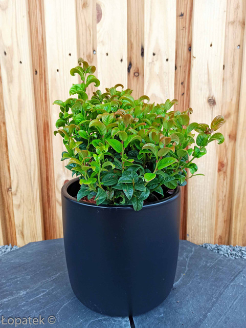 Kiścień axillaris Curly Red PBR Leucothoe axillaris C1,5
