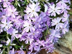 Floks szydlasty Emerald Cushion Blue Phlox subulata P9
