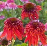 Jeżówka Eccentric PBR Echinacea C3