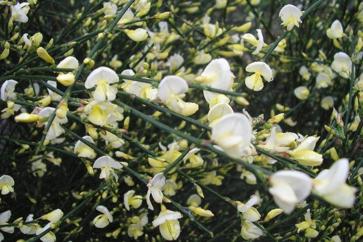Żarnowiec szczodrzeniec wczesny Albus Cytisus praecox P9