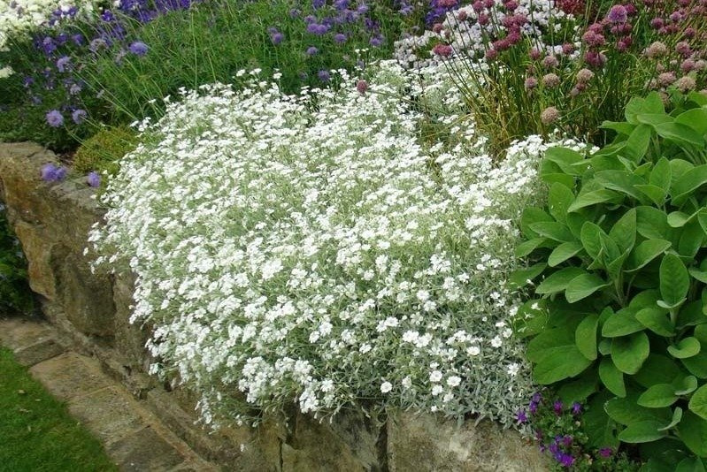 Rogownica kutnerowata Cerastium tomentosum P9