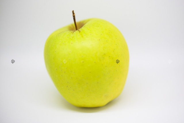Jabłoń Antonówka Malus domestica