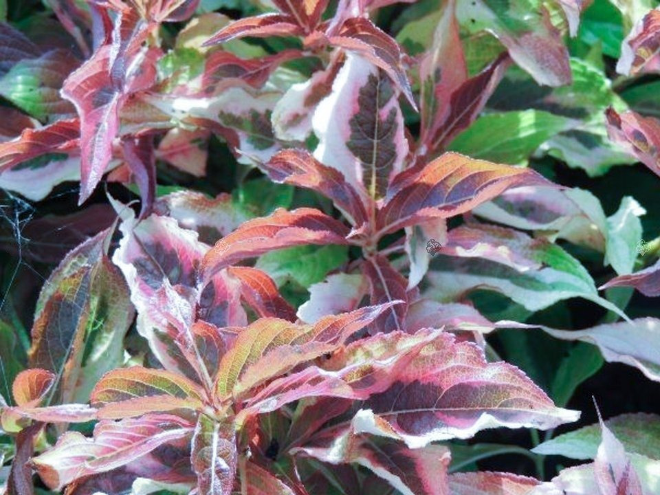 Krzewuszka cudowna My Monet Sunset PBR Weigela florida C3