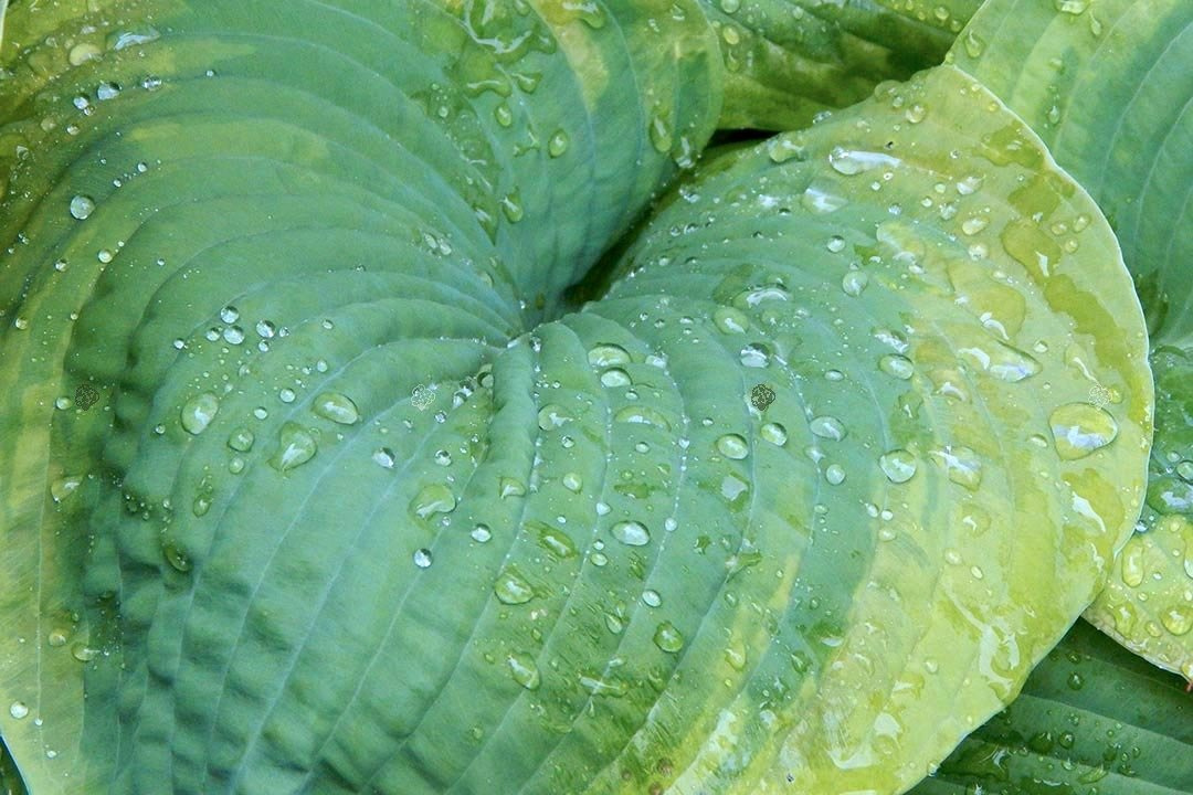 Funkia Dust Devil Hosta C3