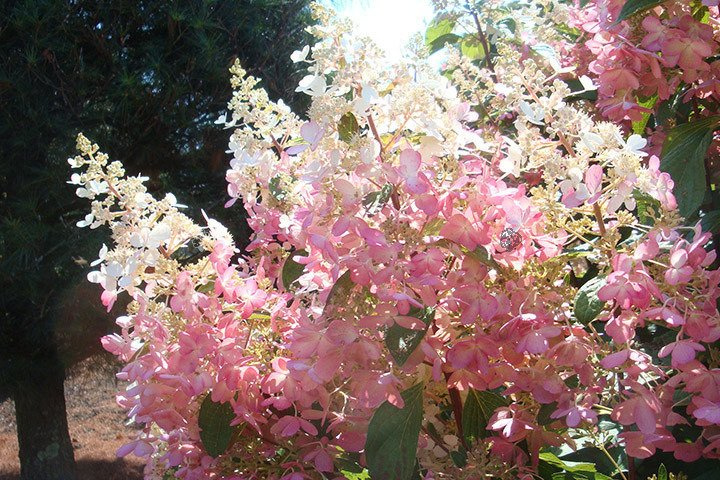 Hortensja bukietowa Pinky Winky PBR Hydrangea paniculata C5
