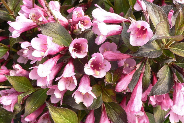 Krzewuszka cudowna Foliis Purpureis Weigela florida C2