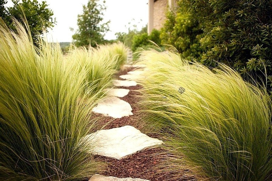 Ostnica cieniutka Ponytails Stipa tenuissima C2