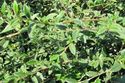Irga wierzbolistna Repens Cotoneaster salicifolius P9